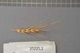 Click for 1 image(s) for this accession. Spike